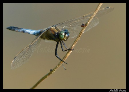 Orthétrum réticulé - Orthetrum cancellatum